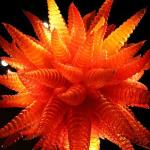 Chihuly Garden & Glass, July 6, 2014