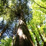 Tall cedar tree in grove at Newhalem in North Cascades National Park, July 7, 2014