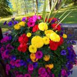 Flowers at Lake McDonald Lodge, July 8, 2014