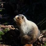 Hoary marmot in Glacier National Park, July 9, 2014