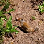 Columbian ground squirrel, July 9, 2014