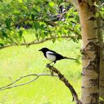 Magpie in Waterton Lakes Village, Alberta, July 9, 2014