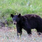 Black bear near Red Canyon Road in Waterton Lakes National Park, July 9, 2014