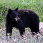 Black bear near Red Canyon Road in Waterton Lakes National Park, July 9, 2014