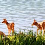 Fawns visit lake in Waterton Lakes Village, July 10, 2014