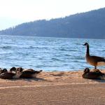 Canadian geese invade City Beach at Sandpoint, Idaho on Lake Pend Oreille, July 11, 2014