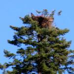 Baby bald Eagle in nest on Lake Pend Oreille shoreline, July 10, 2014
