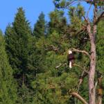 Bald eagle perched near Lake Pend Oreille, July 10, 2014