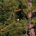 Bald eagle in tree on Lake Pend Oreille shorelilne, July 10, 2014