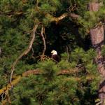 Bald eagle in tree on Lake Pend Oreille shorelline, July 10, 2014