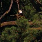 Bald eagle in tree on Lake Pend Oreille shoreline, July 10, 2014