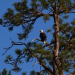 Bald eagle in tree on Lake Pend Oreille shoreline, July 10, 2014
