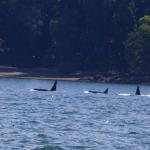Three killer whale orcas, July 12, 2014