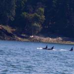 Pod of killer whale orcas, July 12, 2014