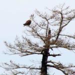 Eagle in tree on San Juan Island, July 12, 2014