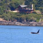 Killer whale orca, July 12, 2014