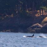 Pair of killer whale orcas, July 12, 2014