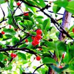 Cherries growing on tree in Anacortes, July 12, 2014