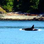 Orca on surface of Puget Sound just off San Juan Island, July 12, 2014