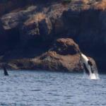 Killer whale orca begins breach in Puget Sound, July 12, 2014