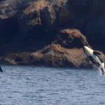 Killer whale orca breach in Puget Sound, July 12, 2014