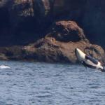 Killer whale orca descending, July 12, 2014