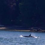 Killer whale orca, July 12, 2014