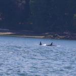 Mother and child killer whale orcas, July 12, 2014